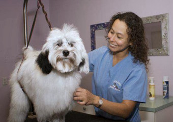 miami beach pet friendly veterinarian south beach animal hospital